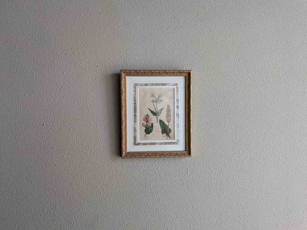 英国 額入り銅版画手彩色 「The family herbal」John Hill 1812年