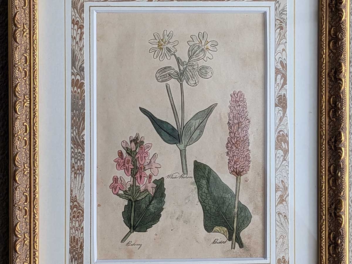 �ѹ񡡳�����Ƽ�ǲ��̿� ��The family herbal��John Hill 1812ǯ �إ��å����������&���ե����ɡ��١��ޥ�&���֥��ȥ�Υ��١�No.MA_JH17_FR