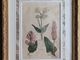 �ѹ񡡳�����Ƽ�ǲ��̿� ��The family herbal��John Hill 1812ǯ �إ��å����������&���ե����ɡ��١��ޥ�&���֥��ȥ�Υ��١�No.MA_JH17_FR
