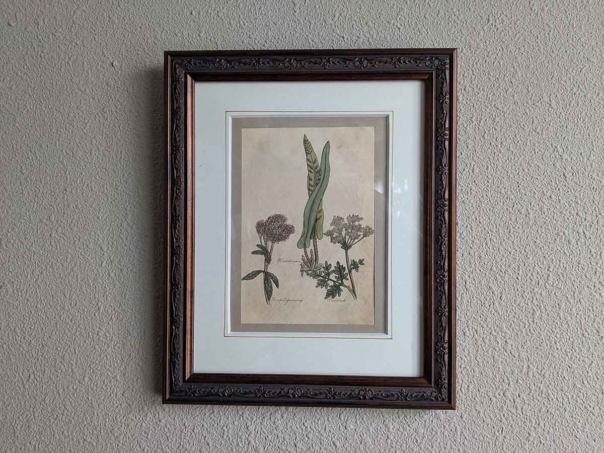�ѹ񡡳�����Ƽ�ǲ��̿� ��The family herbal��John Hill 1812ǯ �إ����˥勵��&�إ�ץ������ˡ� &�ɥ��˥󥸥�١�No.MA_JH20_FR