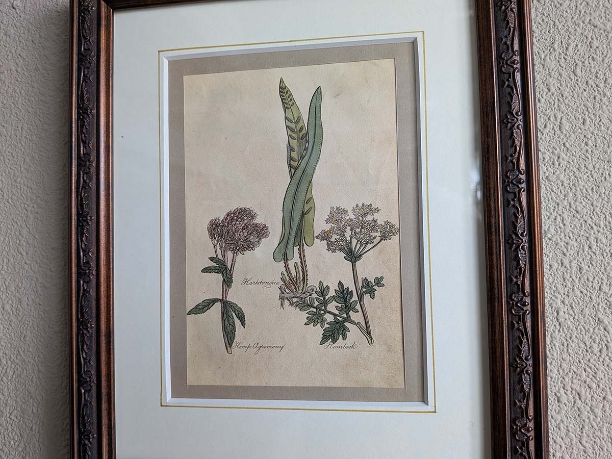 �ѹ񡡳�����Ƽ�ǲ��̿� ��The family herbal��John Hill 1812ǯ �إ����˥勵��&�إ�ץ������ˡ� &�ɥ��˥󥸥�١�No.MA_JH20_FR