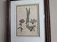 �ѹ񡡳�����Ƽ�ǲ��̿� ��The family herbal��John Hill 1812ǯ �إ����˥勵��&�إ�ץ������ˡ� &�ɥ��˥󥸥�١�No.MA_JH20_FR