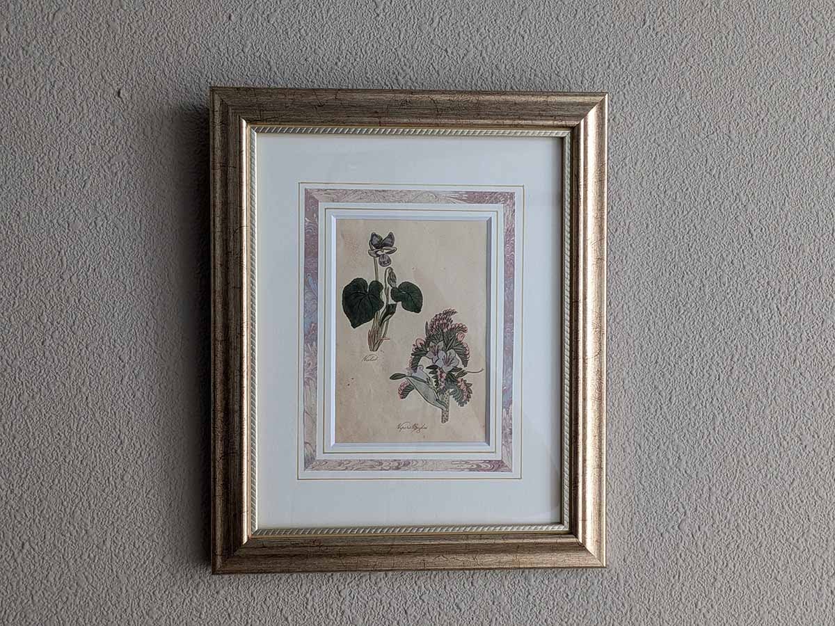�ѹ񡡳�����Ƽ�ǲ��̿� ��The family herbal��John Hill 1812ǯ �� ���ߥ� & ���٥ʥ���饵���١�No.MA_JH18_FR