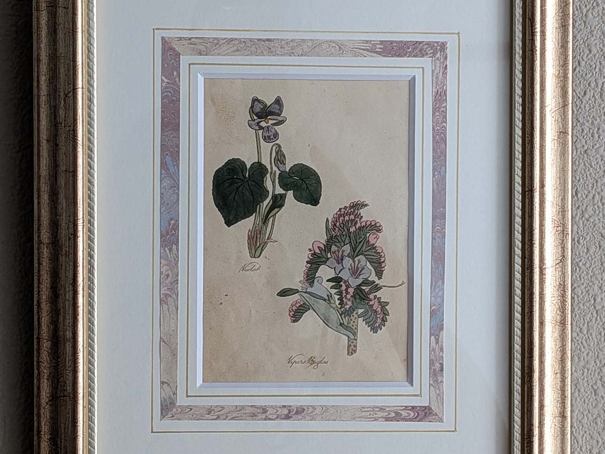 �ѹ񡡳�����Ƽ�ǲ��̿� ��The family herbal��John Hill 1812ǯ �� ���ߥ� & ���٥ʥ���饵���١�No.MA_JH18_FR