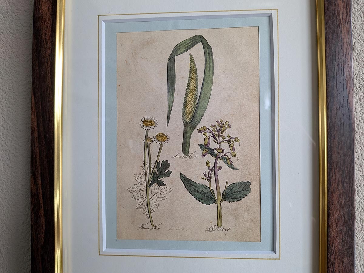 �ѹ񡡳�����Ƽ�ǲ��̿� ��The family herbal��John Hill 1812ǯ �إ��祦��&�ʥĥ�������&�����ҥ��襳���١�No.MA_JH21_FR