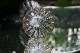 �ɡ��ࡡ��̥��饹��113mm��5888