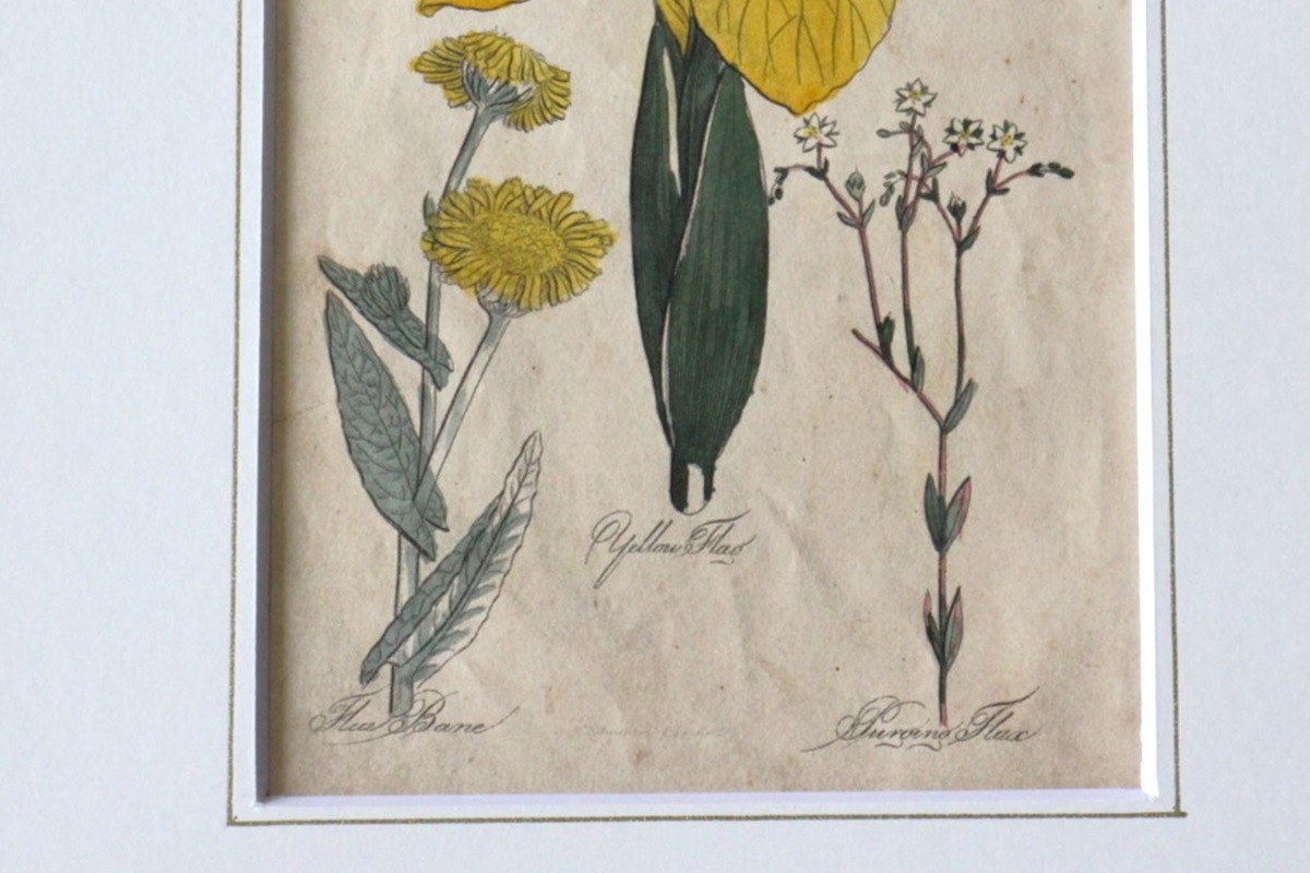 �ѹ�Ƽ�ǲ��̿� ��The family herbal��John Hill 1812ǯ �إ������꡼�ա��ե꡼�١���&�����������ꥹ&����١�No.MA_JH02