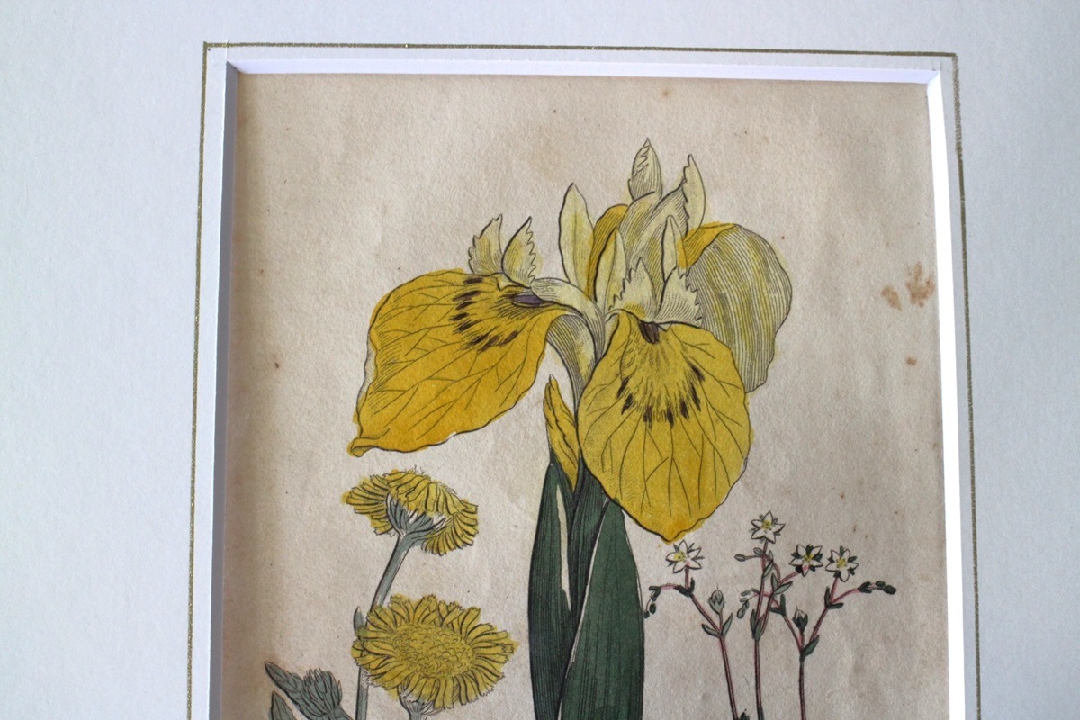 �ѹ�Ƽ�ǲ��̿� ��The family herbal��John Hill 1812ǯ �إ������꡼�ա��ե꡼�١���&�����������ꥹ&����١�No.MA_JH02