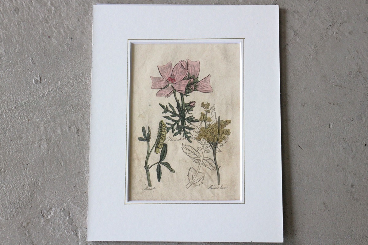 �ѹ�Ƽ�ǲ��̿� ��The family herbal��John Hill 1812ǯ �إ�������&�����٥˥�����&�����襦�ʥĥ業�����١�No.MA_JH03