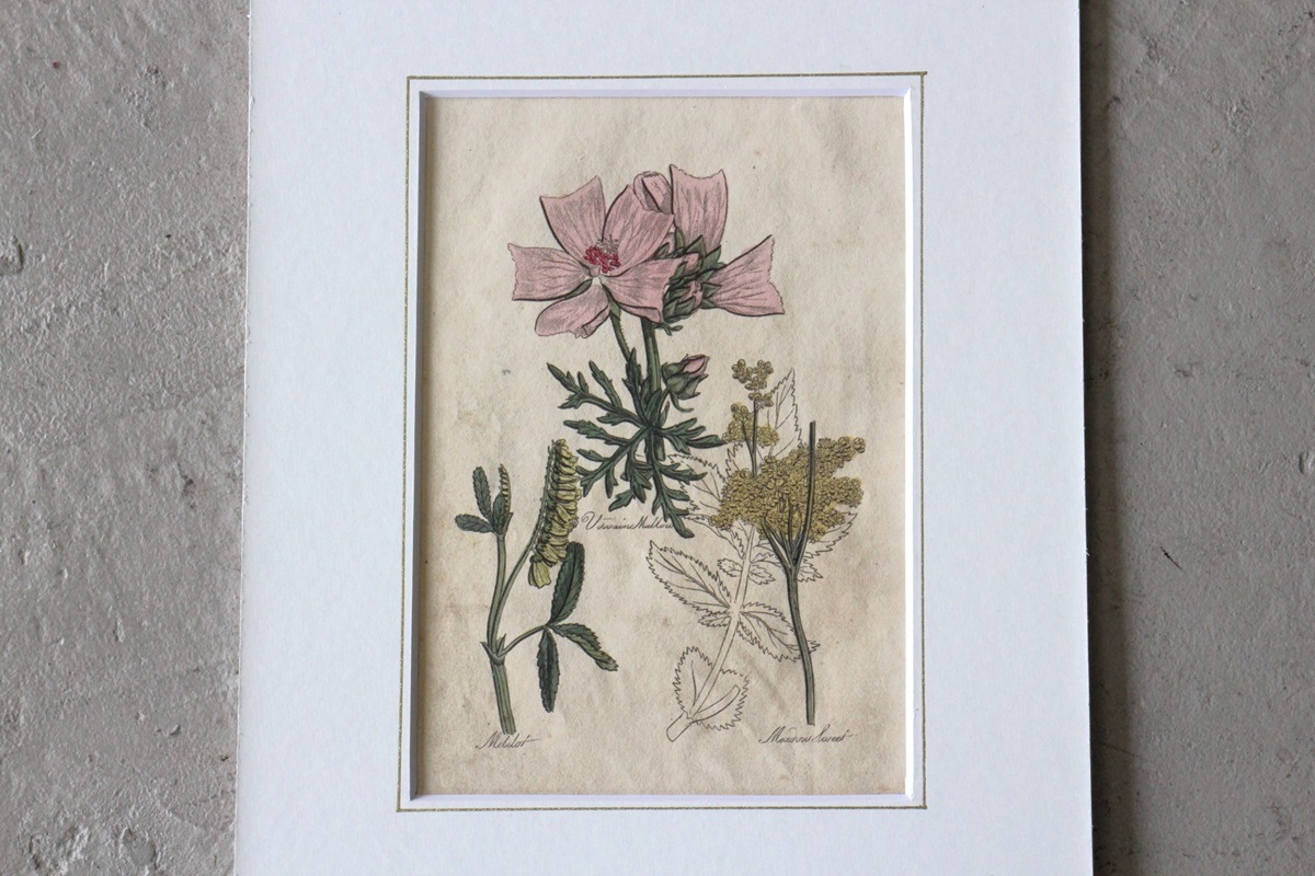 �ѹ�Ƽ�ǲ��̿� ��The family herbal��John Hill 1812ǯ �إ�������&�����٥˥�����&�����襦�ʥĥ業�����١�No.MA_JH03