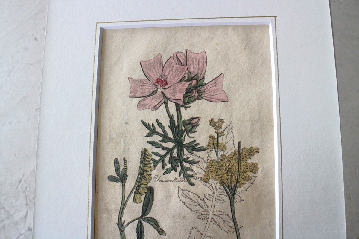 �ѹ�Ƽ�ǲ��̿� ��The family herbal��John Hill 1812ǯ �إ�������&�����٥˥�����&�����襦�ʥĥ業�����١�No.MA_JH03
