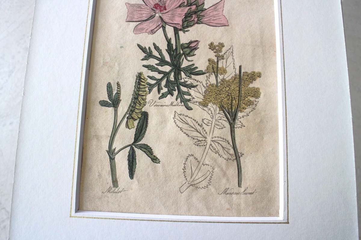 �ѹ�Ƽ�ǲ��̿� ��The family herbal��John Hill 1812ǯ �إ�������&�����٥˥�����&�����襦�ʥĥ業�����١�No.MA_JH03
