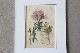 �ѹ�Ƽ�ǲ��̿� ��The family herbal��John Hill 1812ǯ �إ�������&�����٥˥�����&�����襦�ʥĥ業�����١�No.MA_JH03