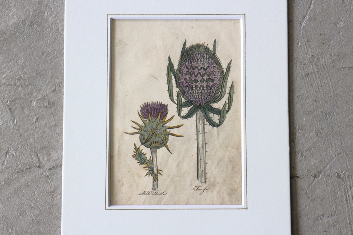 ѹƼǲ̿ The family herbalJohn Hill 1812ǯ milkthistle&teazle˥ʥ٥ʡ١No.MA_JH05