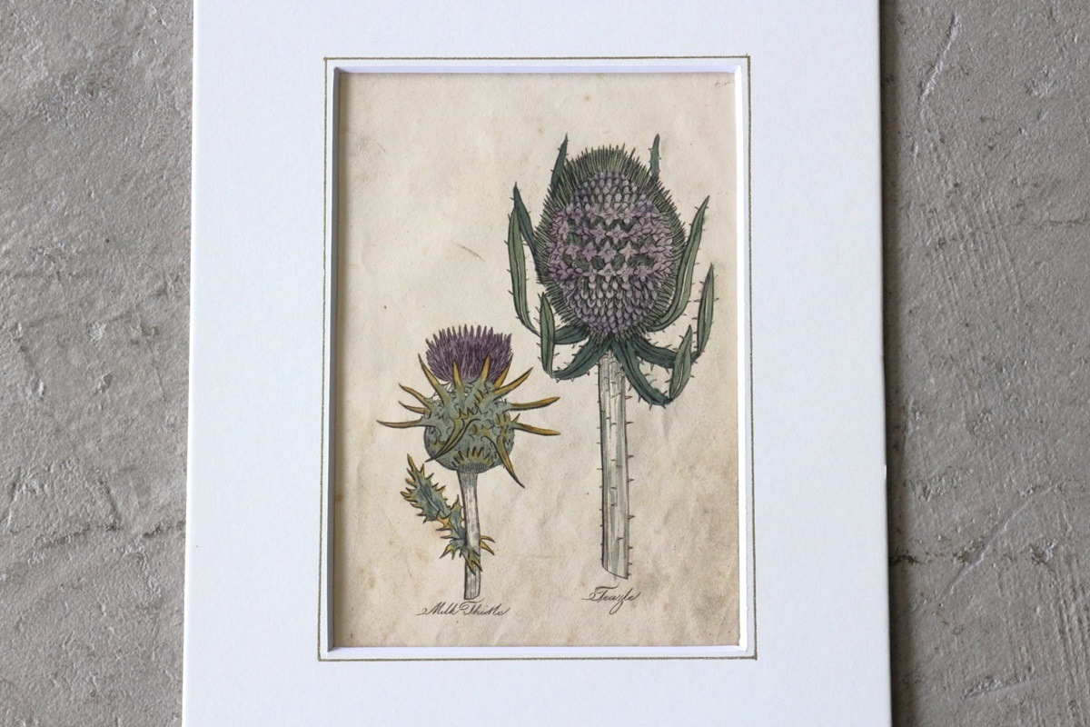 ѹƼǲ̿ The family herbalJohn Hill 1812ǯ milkthistle&teazle˥ʥ٥ʡ١No.MA_JH05