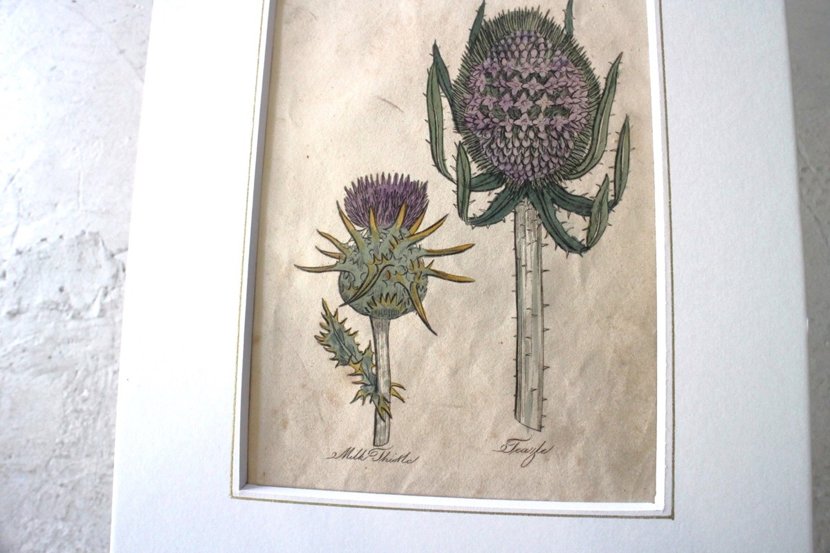 ѹƼǲ̿ The family herbalJohn Hill 1812ǯ milkthistle&teazle˥ʥ٥ʡ١No.MA_JH05