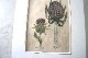 ѹƼǲ̿ The family herbalJohn Hill 1812ǯ milkthistle&teazle˥ʥ٥ʡ١No.MA_JH05