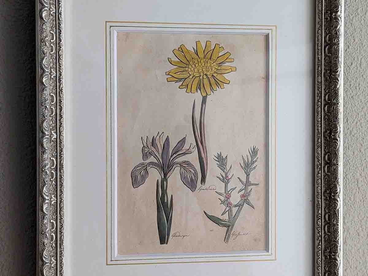�ѹ񡡳�����Ƽ�ǲ��̿� ��The family herbal��John Hill 1812ǯ �إߥʥꥢ���&�Х��󥮥�&���å��������١�No.MA_JH07_FR