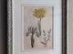 �ѹ񡡳�����Ƽ�ǲ��̿� ��The family herbal��John Hill 1812ǯ �إߥʥꥢ���&�Х��󥮥�&���å��������١�No.MA_JH07_FR