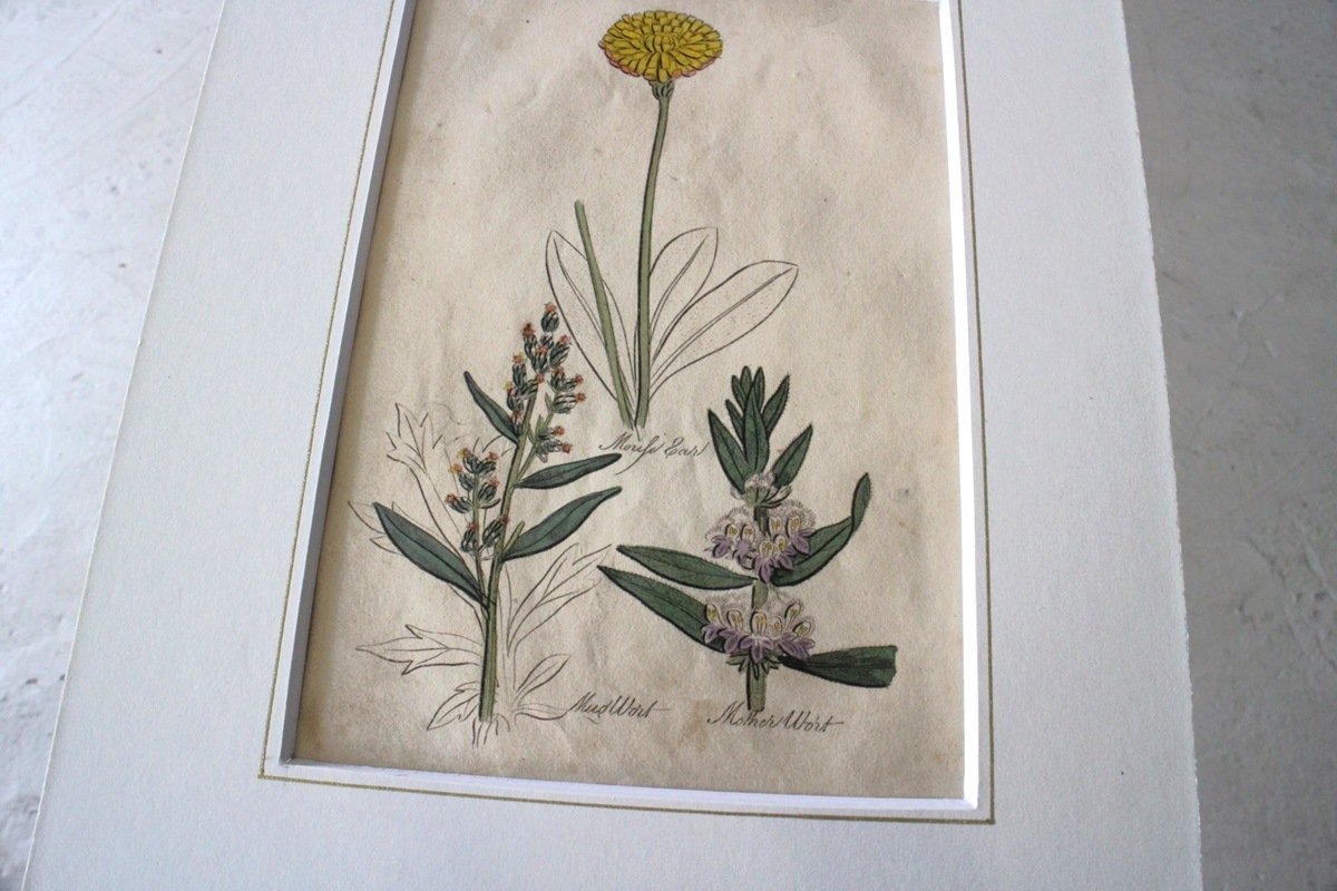 �ѹ�Ƽ�ǲ��̿� ��The family herbal��John Hill 1812ǯ �إ�⥮&�ͥ��ߥߥ�ʥ�&�襦�����ϥ����١�No.MA_JH08