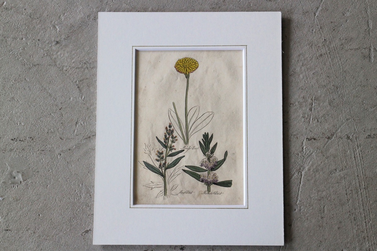 �ѹ�Ƽ�ǲ��̿� ��The family herbal��John Hill 1812ǯ �إ�⥮&�ͥ��ߥߥ�ʥ�&�襦�����ϥ����١�No.MA_JH08