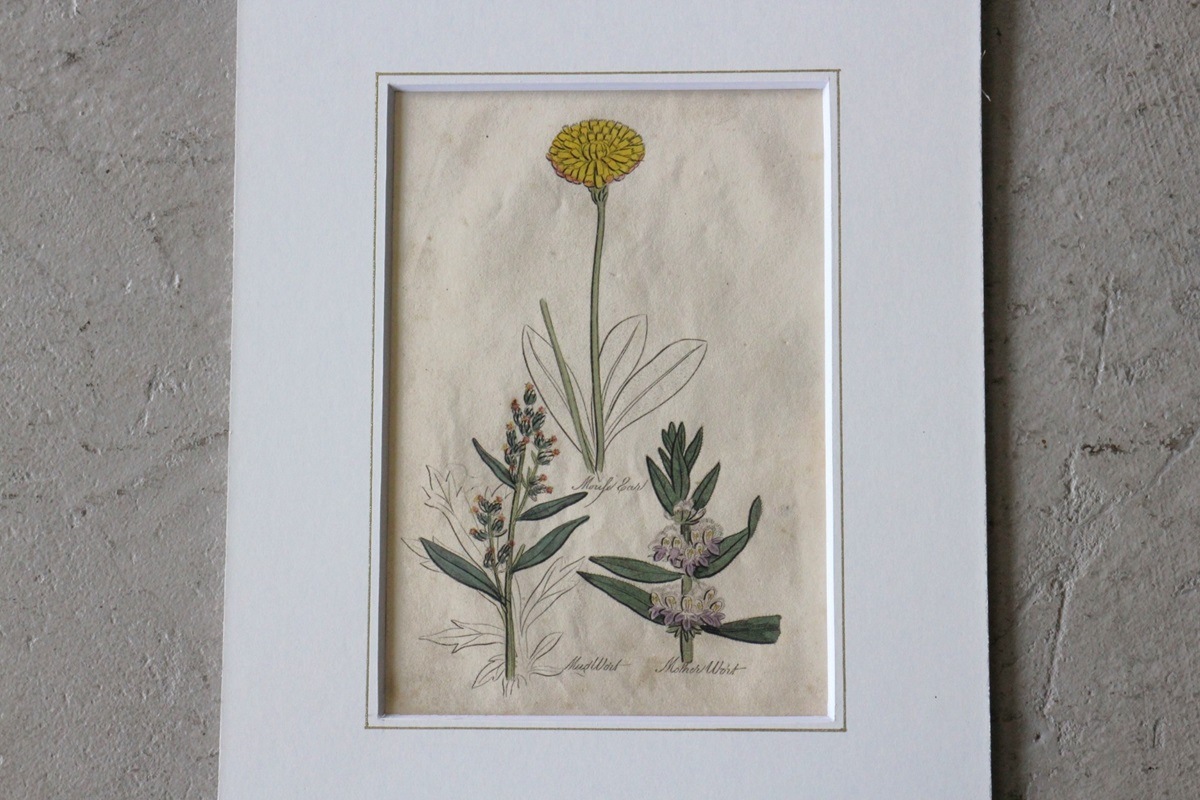 �ѹ�Ƽ�ǲ��̿� ��The family herbal��John Hill 1812ǯ �إ�⥮&�ͥ��ߥߥ�ʥ�&�襦�����ϥ����١�No.MA_JH08