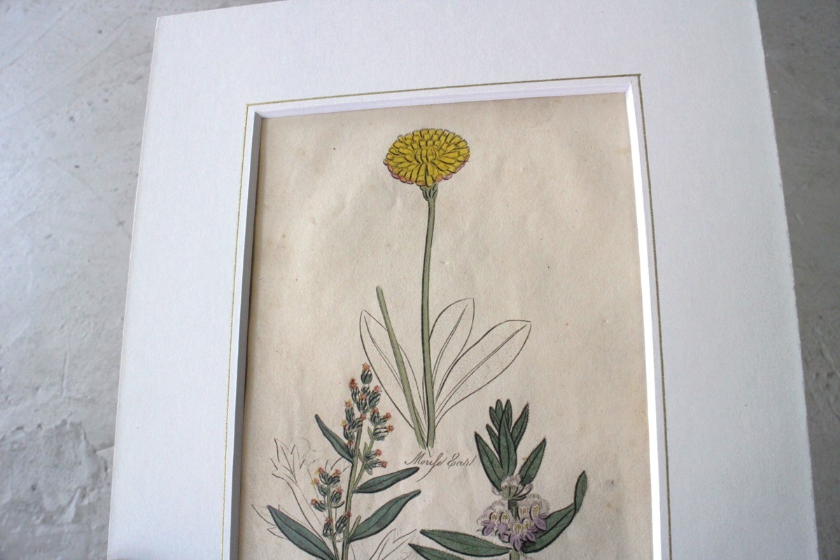 �ѹ�Ƽ�ǲ��̿� ��The family herbal��John Hill 1812ǯ �إ�⥮&�ͥ��ߥߥ�ʥ�&�襦�����ϥ����١�No.MA_JH08