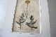 �ѹ�Ƽ�ǲ��̿� ��The family herbal��John Hill 1812ǯ �إ�⥮&�ͥ��ߥߥ�ʥ�&�襦�����ϥ����١�No.MA_JH08