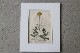 �ѹ�Ƽ�ǲ��̿� ��The family herbal��John Hill 1812ǯ �إ�⥮&�ͥ��ߥߥ�ʥ�&�襦�����ϥ����١�No.MA_JH08