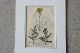 �ѹ�Ƽ�ǲ��̿� ��The family herbal��John Hill 1812ǯ �إ�⥮&�ͥ��ߥߥ�ʥ�&�襦�����ϥ����١�No.MA_JH08