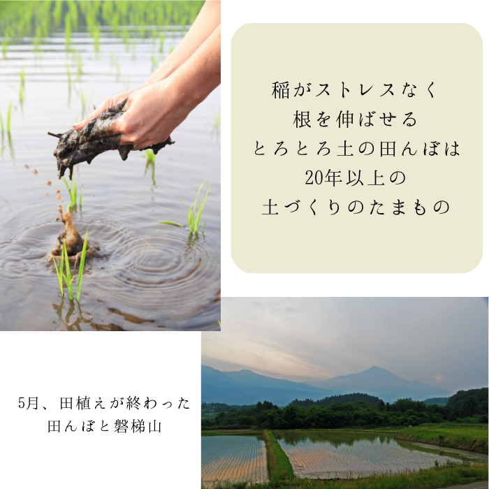 【定期購入】令和6年産 米でいいの田゛ 玄米300g×5個セット