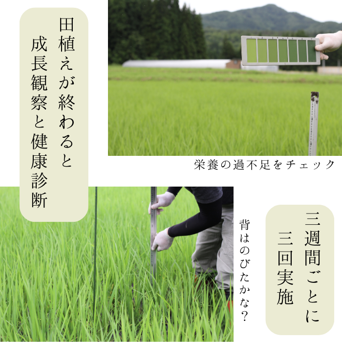 【定期購入】令和6年産 米でいいの田゛ 玄米300g×5個セット