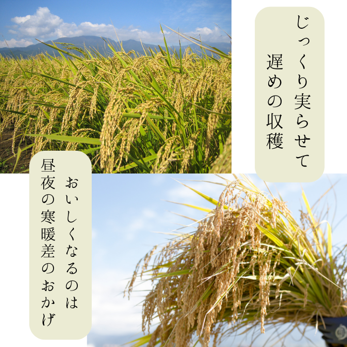 【定期購入】令和6年産 米でいいの田゛ 玄米300g×5個セット