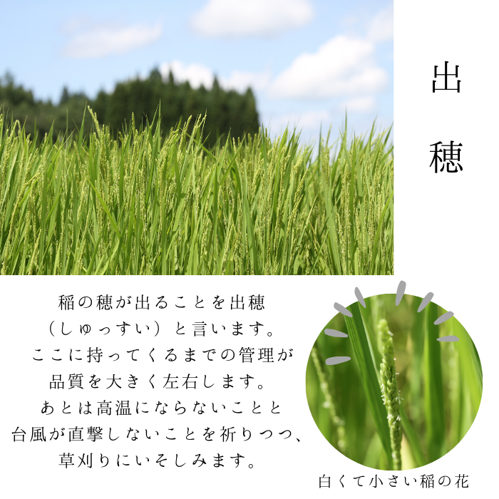 【定期購入】令和6年産 米でいいの田゛ 玄米 2kg