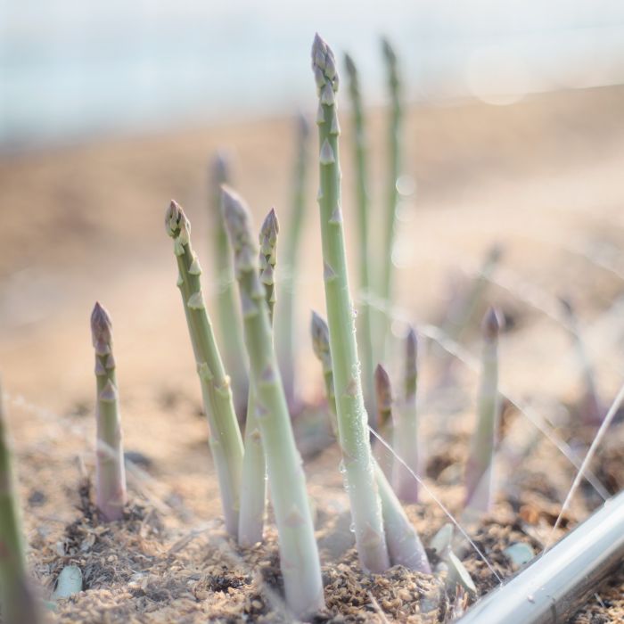 田中のあすぱらがす 会津産 1kg