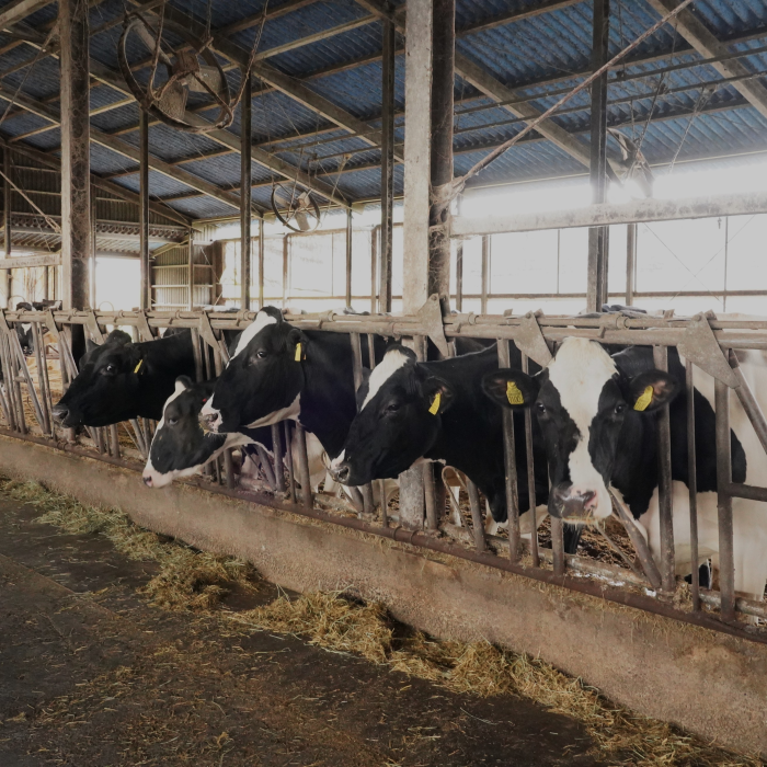 べこの乳発 会津の雪 1000gパウチ 加糖