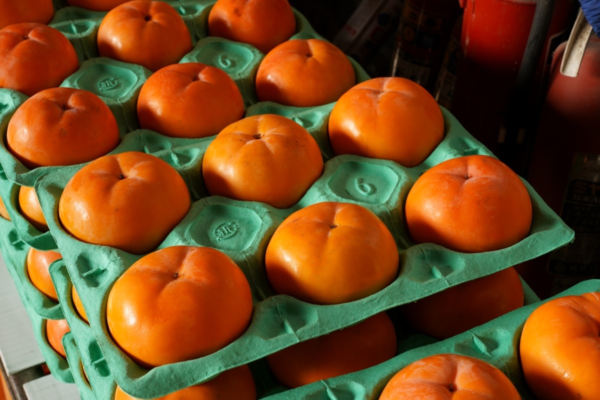 本場御山 みしらず柿 5Lサイズ 6～7個入