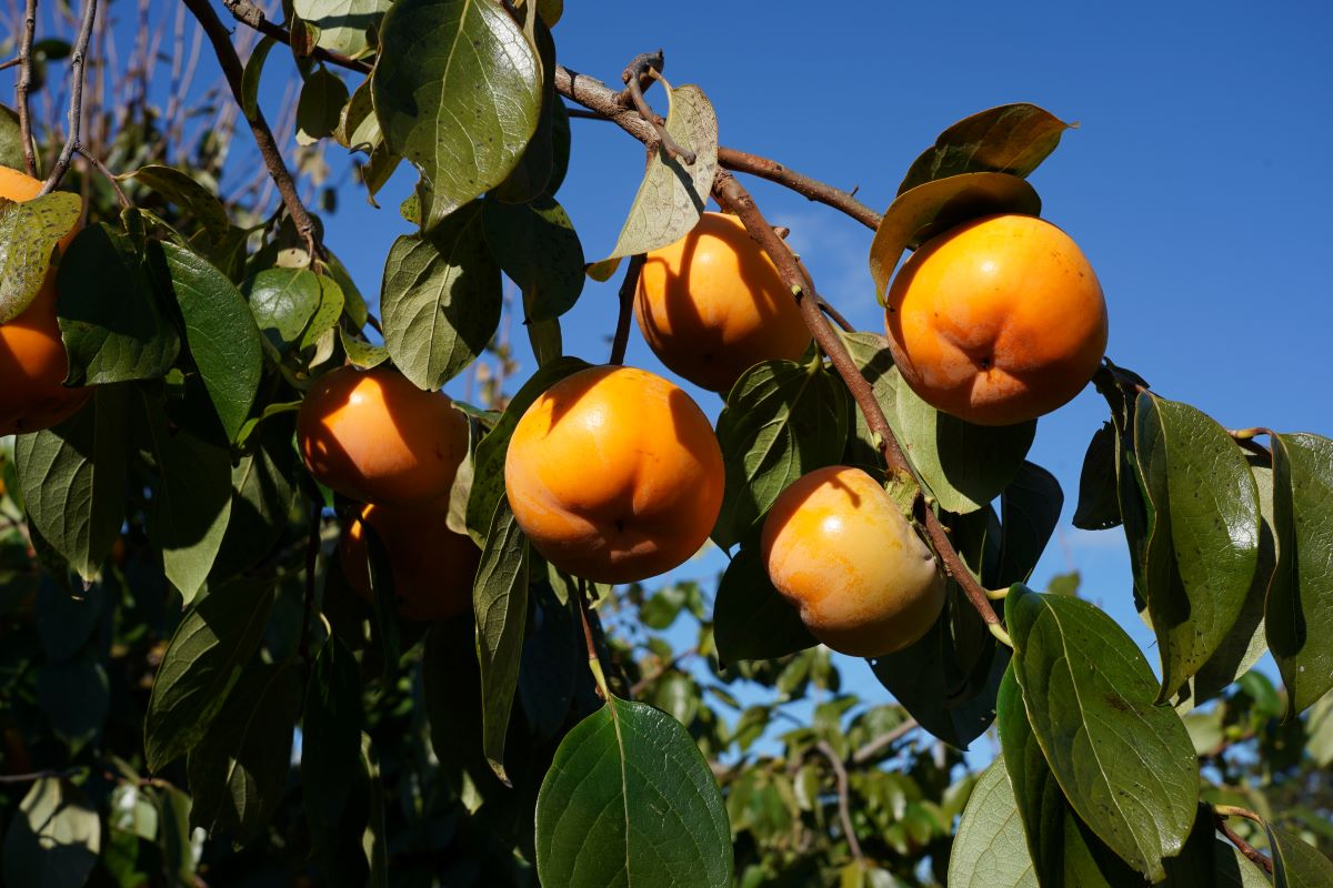 本場御山 みしらず柿 5Lサイズ 6～7個入