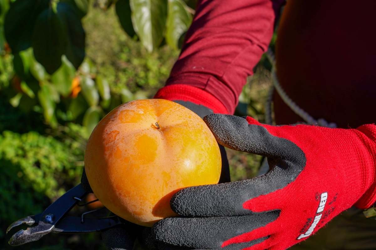 本場御山 みしらず柿 5Lサイズ 6～7個入