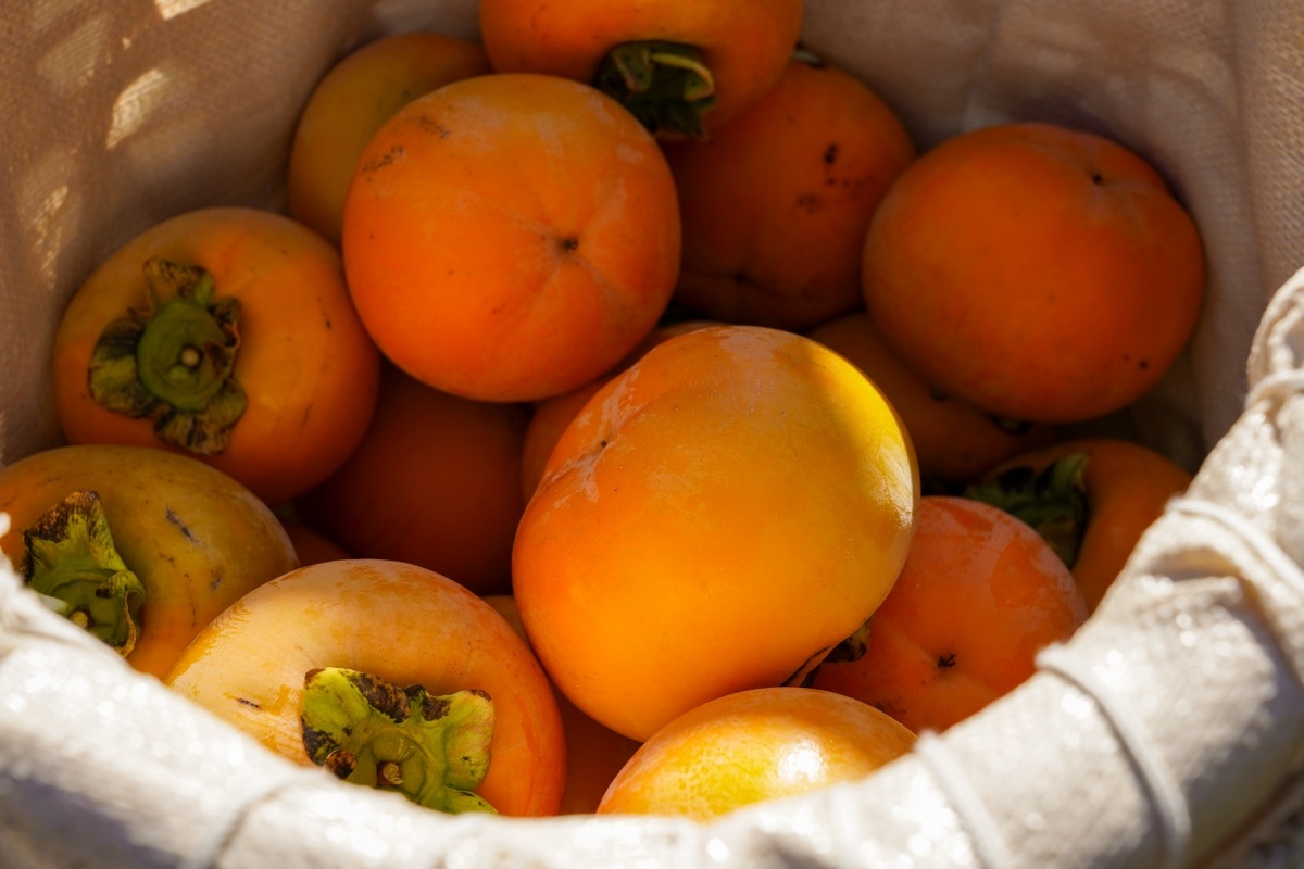 本場御山 みしらず柿 5Lサイズ 6～7個入