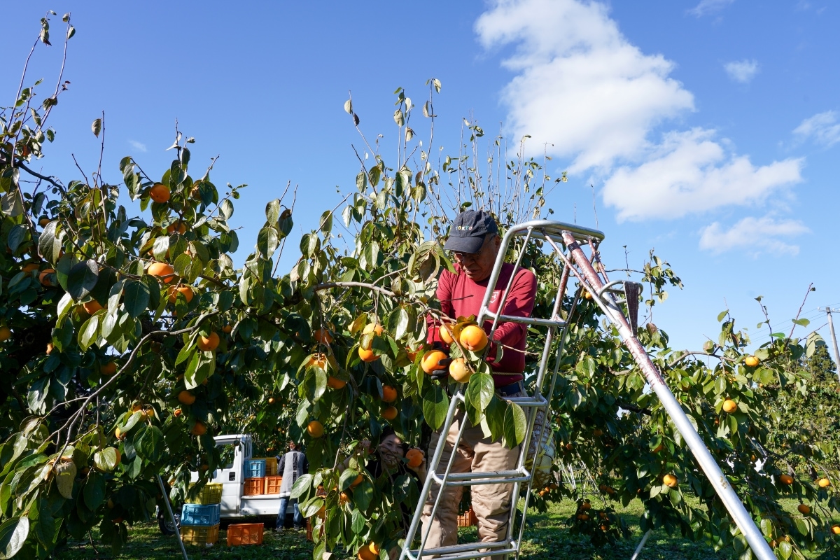 本場御山 みしらず柿 5Lサイズ 6～7個入