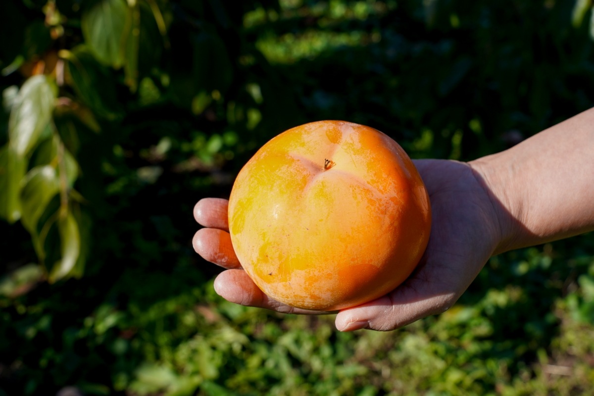 本場御山 みしらず柿 5Lサイズ 6～7個入