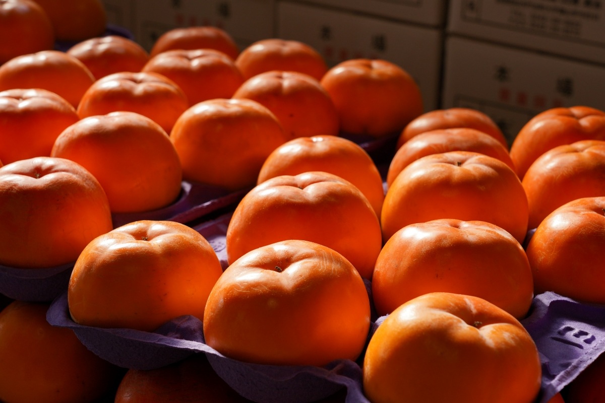 本場御山 みしらず柿 5Lサイズ 6～7個入