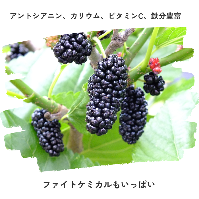「ゆうきの里東和」「国産」桑の実 2kg