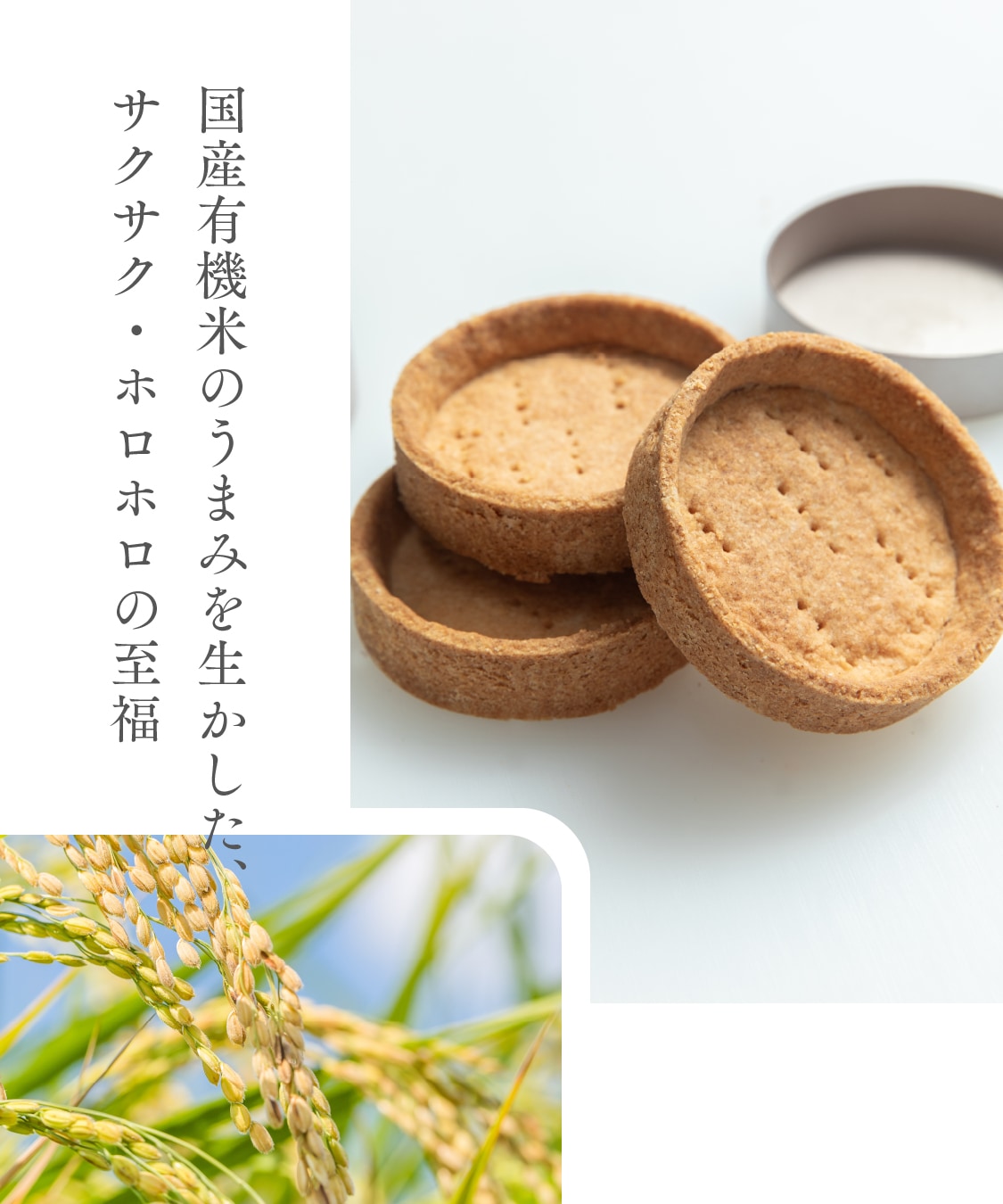 お米のタルト 4種 アソート（各7.5cm）木苺・ピスタチオ・モンブラン・ショコラ［グルテンフリー ＆ プラントベース］