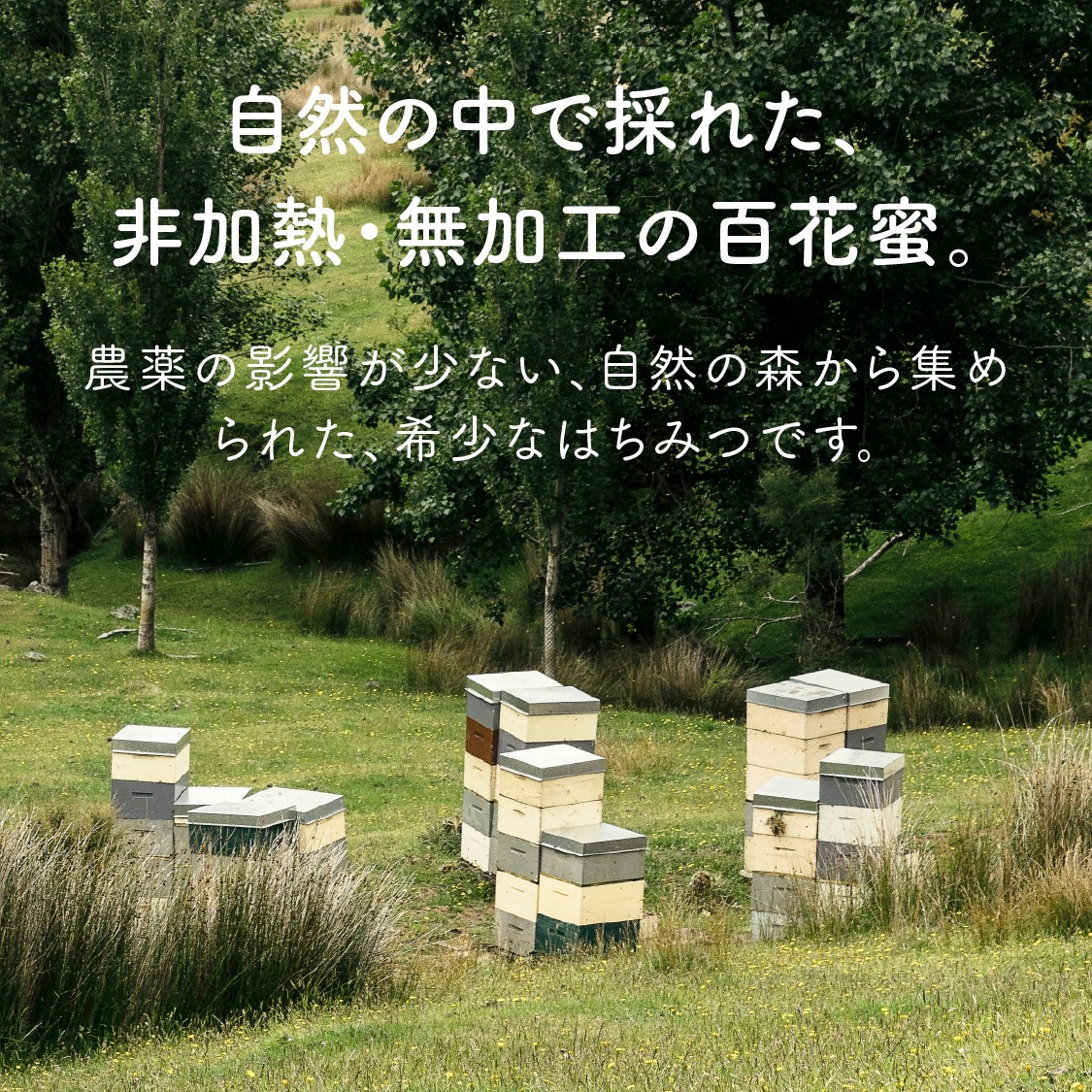 ハニーの日限定！】フォレストハニー 250g 3本 セット特別価格15%OFF