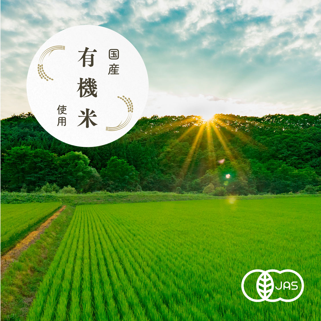 【定期商品】お米のめん4食セット「白米麺／玄米麺」 （100g×4食）｜メール便送料無料