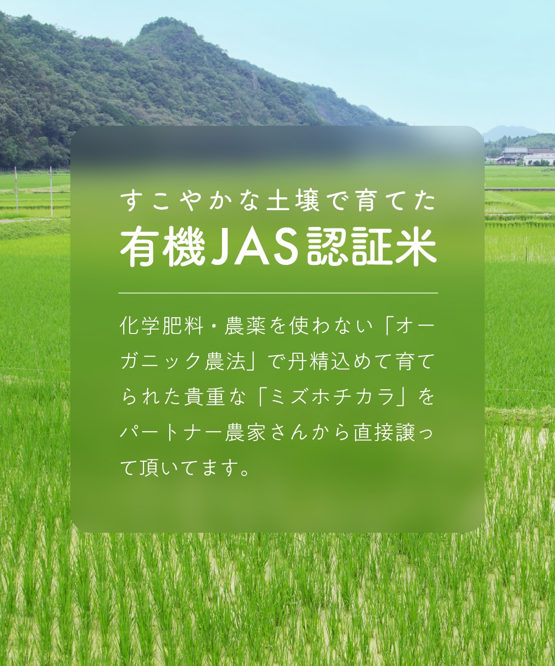 【定期商品】田田田堂　有機米粉「ミズホチカラ」（大容量/1kg）
