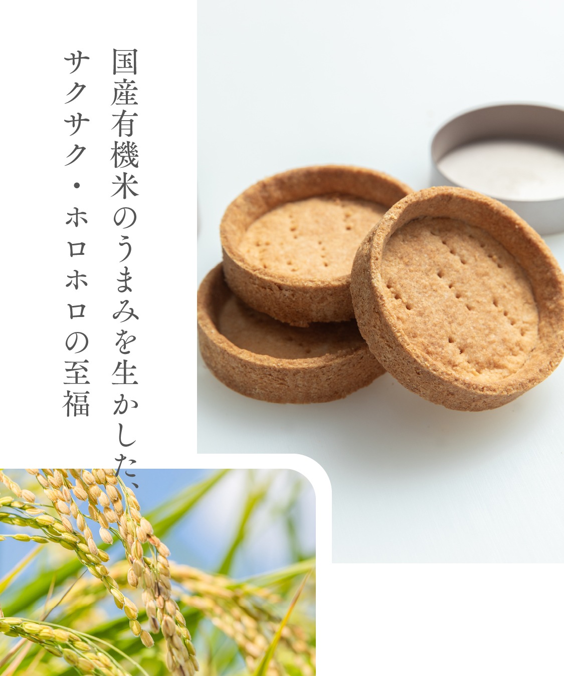 お米のタルト 4種 アソート（各7.5cm）レモン・ショコラ・ナッツ・フランボワーズ［グルテンフリー ＆ プラントベース］