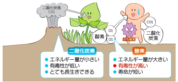 ���ץ饺�ޥץ饯����